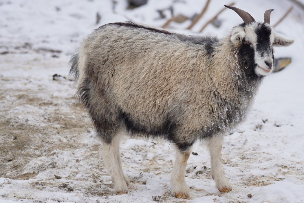 Che animale produce il Cashmere?