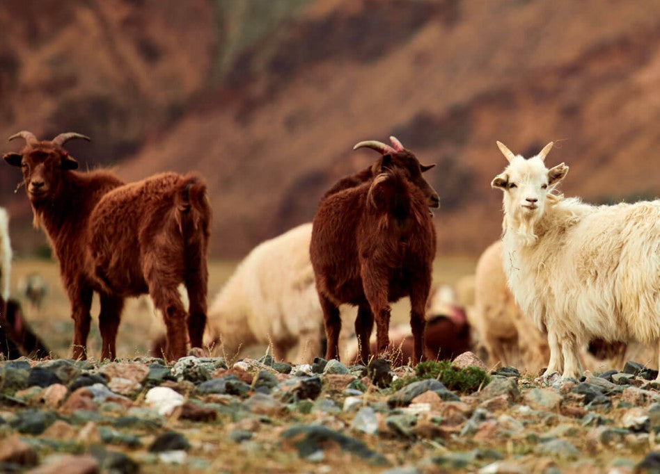 Il Cashmere è davvero sostenibile?